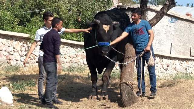 İki tonluk boğa otomobil fiyatına alıcı bekliyor