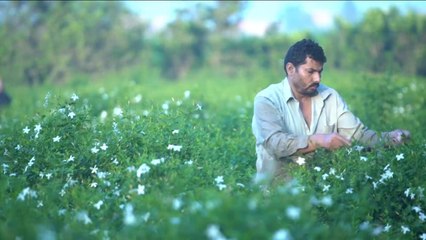 هذا الصباح-قرية مصرية تمتاز بزراعة الياسمين