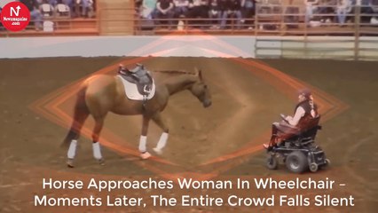 Horse Approaches Woman In Wheelchair – Moments Later, The Entire Crowd Falls Silent