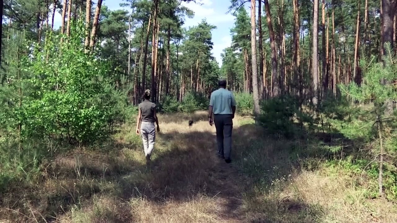 Deutscher Wald wegen Dürre "trocken wie Tabak"
