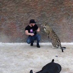 Il se fait surprendre par son jaguar de compagnie