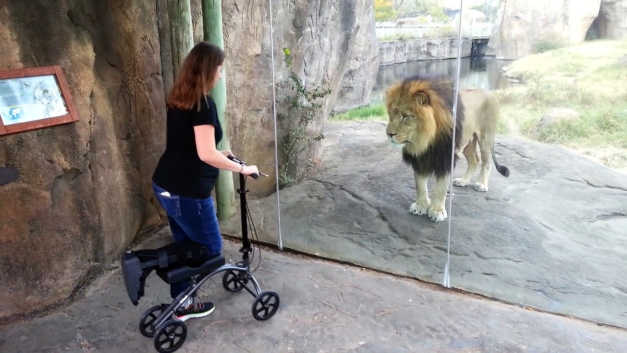 Ce lion a terriblement envie de faire de la trottinette