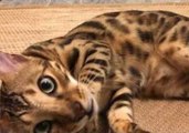 Bengal Cats Go Crazy for Catnip