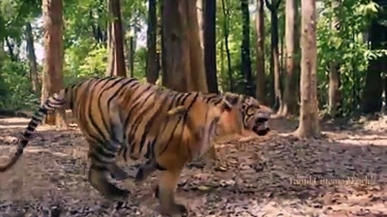 Movie Scene | Hunting Lion