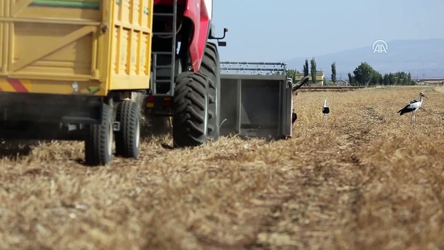Çiftçi için hasat, leylekler için av zamanı - DİYARBAKIR