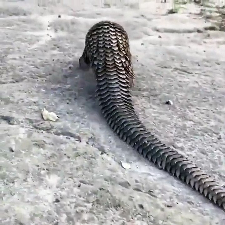 What's the Name of This Creature-