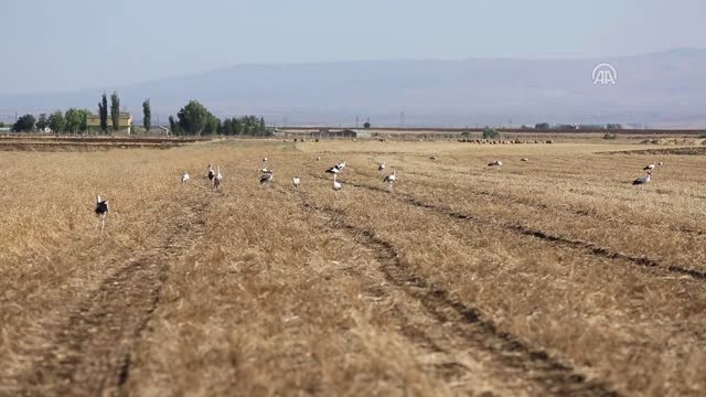 Çiftçi İçin Hasat, Leylekler İçin Av Zamanı