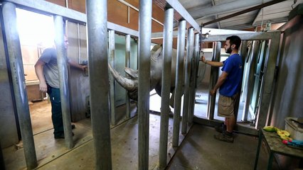 Peaugres : aux petits soins pour les rhinocéros