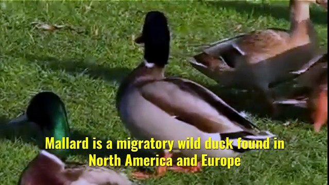 Top 10 Highest Flying Birds In The World