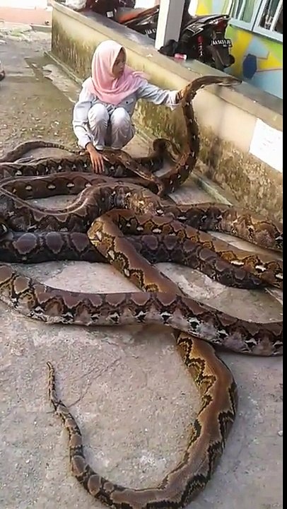 Une jeune femme câline d'horribles pythons...