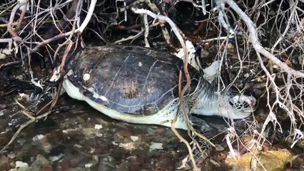 Ölü caretta caretta sahile vurdu - MUĞLA