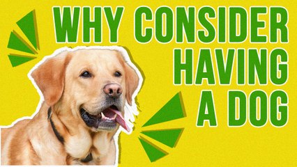 Why You Should Consider Having a Dog