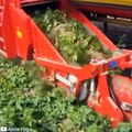 Amazing modern harvesting machine for potatoes