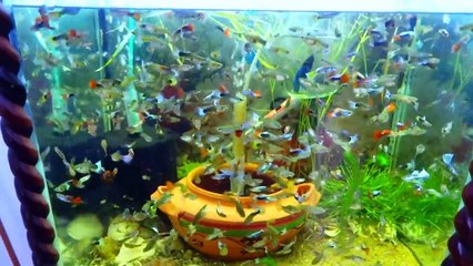 How To Make FishTank Full Of Guppies