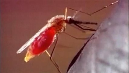 Τρεις νεκροί από τον ιό του Δυτικού Νείλου