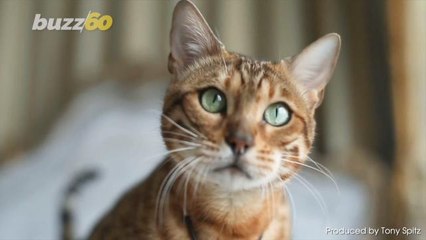 Would You Grab a Coffee at a Reptile Cafe?