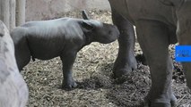Watch: Rare moment as baby rhino from critically-endangered species is born in England