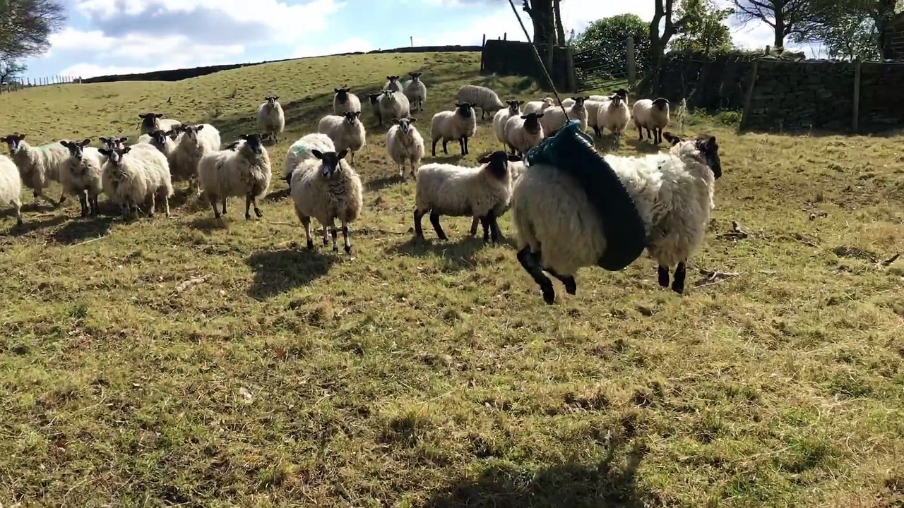Un mouton fait de la balançoire