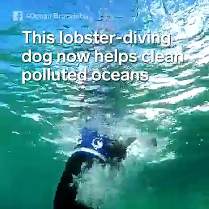An owner taught his dog to dive for lobsters — now she am helps clean polluted oceans