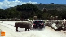 Un rhinocéros en rut attaque une voiture (Mexique)