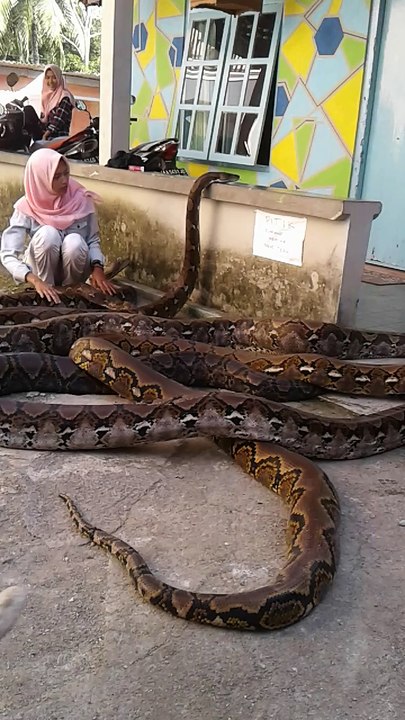 Python Pile-Up