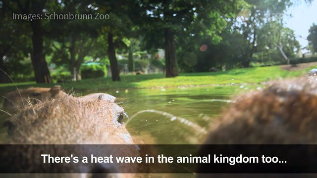 Vienna zoo animals take a dip to cool off in summer heat