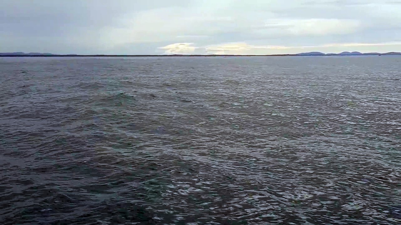 Un baleine à bosse éclabousse un bateau de touristes (Australie)