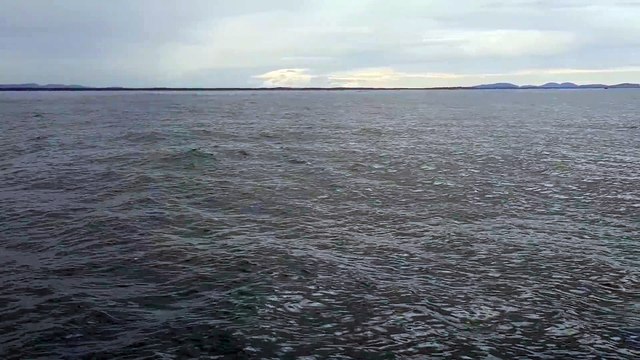 Un baleine à bosse éclabousse un bateau de touristes (Australie)