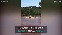 Brezilya ormanlarında nehirde bir jaguar ile bir timsahın ölüm kalım savaşı. BuzzVideos