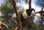 Goat Makes Tree Descent Look Easy