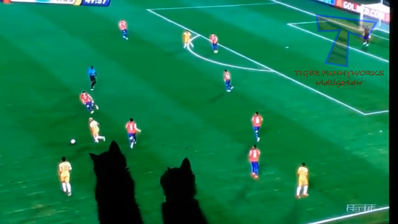 Cats, simply the funniest & cutest pets ever! - Funny cat compilation