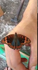 very good very beautiful