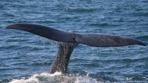 صيد مستمر لحيتان مهددة بالانقراض في النرويج وآيسلندا