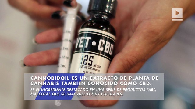 El cannabis para mascotas pone veterinarios en aprietos