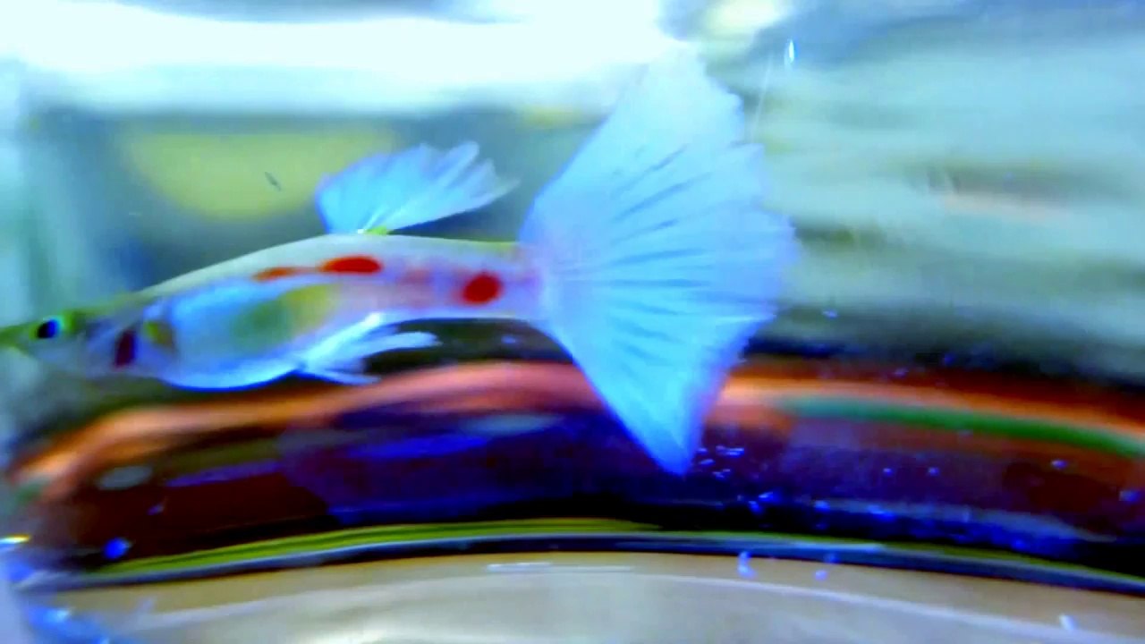 TOP BEAUTIFUL FANCY ROYAL GUPPIES FISH BY FISH TANK AQUARIUMS