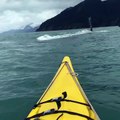 Humpback Whale Astonishes Kayakers Near Fox Island