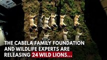 24 Lions Released In Mozambique In Historic Conservation Effort