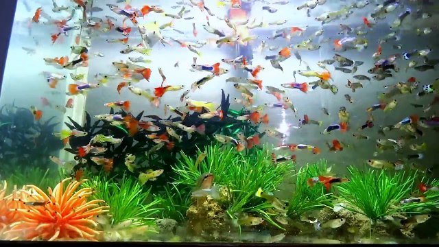 Combien de temps les guppys vivent-ils dans un AQUARIUM