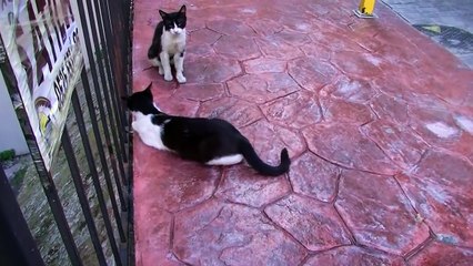 ボロボロのおちびVS私　1番目の捕獲作戦決行　協力する猫・邪魔する猫・・・♯30