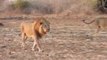 Strolling Lions Roar Near Safari Group