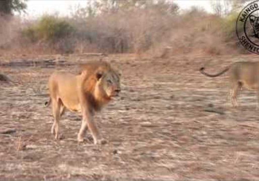 Strolling Lions Roar Near Safari Group