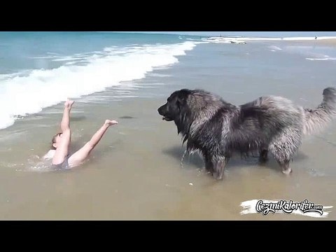 Minik Sahibini Tehlikeli Olduğunu Düşündüğü Yerden Güvenli Bölgeye Çeken Köpek