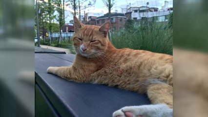 [좋은뉴스] '호박이를 살려주세요'...시민들의 온정 이어져 / YTN