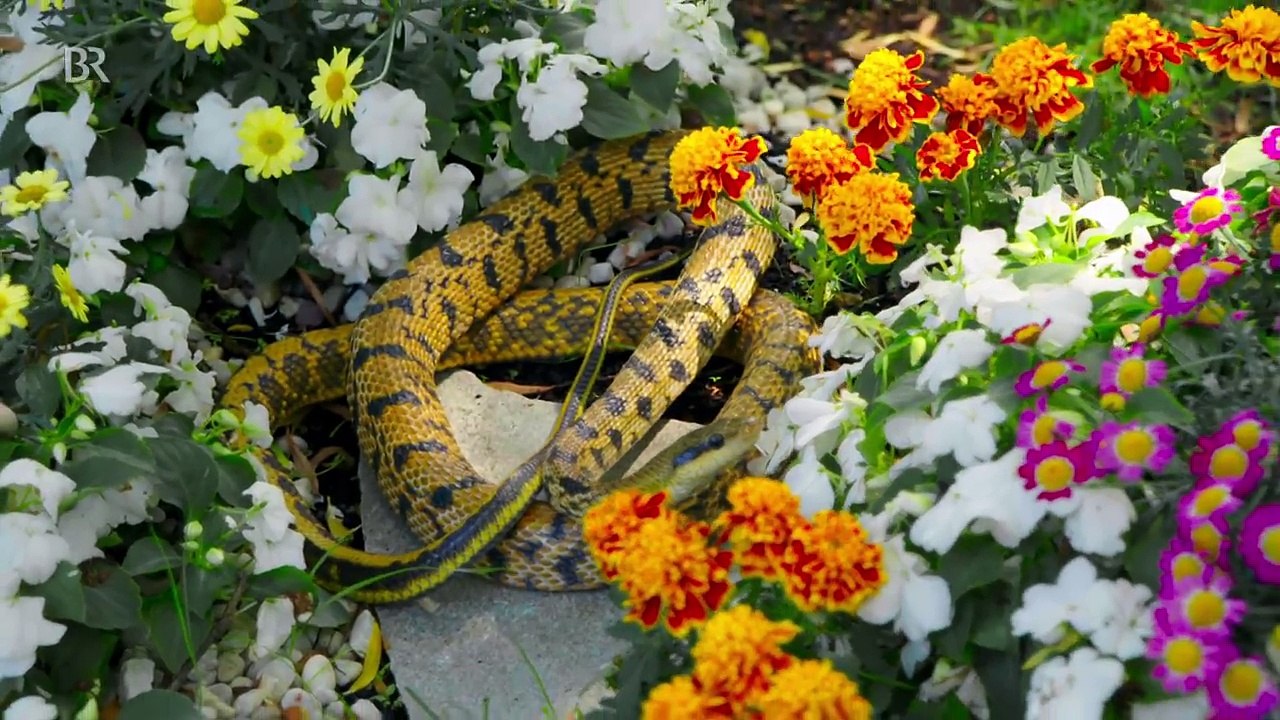 Folge 2167: Schlangen-Alarm in Lansing (Dahoam is Dahoam v. 13.08.2018)