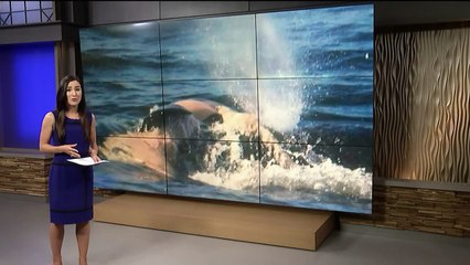 Orca Mother Carries Dead Calf For 17th Day As It`s `Starting To Come Apart`