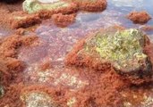 Thousands of Baby Crabs Swarm Coast