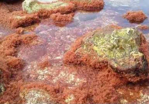Thousands of Baby Crabs Swarm Coast