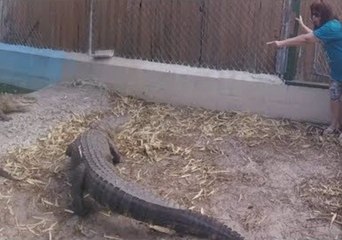 Retired Grandma Trains Alligators in Florida
