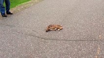 Trovano un cerbiatto in queste condizioni sull'asfalto, poi si avvicinano e scoppiano a ridere