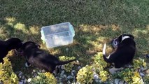 İstanbul’ dan Muğla’ ya giderken baygınlık geçiren beş köpek